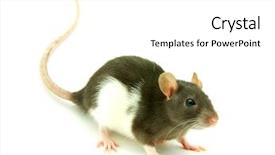  Presentation with rat - Slides featuring albino rats - rat background and a white colored foreground