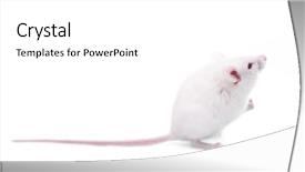  Presentation with rats - Theme featuring albino rats - white mouse isolated background and a white colored foreground