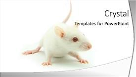  Presentation with rat - Audience pleasing presentation theme consisting of albino rats - white rat backdrop and a white colored foreground