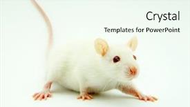  Presentation with white rat - Presentation theme with albino rats - white rat background and a sky blue colored foreground