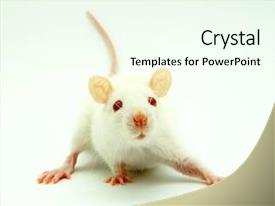 Powerpoint Rats Albino Rats White Rat PPT template 63 | CrystalGraphics