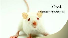  Presentation with rat - PPT layouts enhanced with albino rats - white rat background and a cool aqua colored foreground