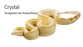  Presentation with royal - Beautiful slide set featuring albino royal python in front backdrop and a white colored foreground