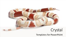  Presentation with milk for calf - Audience pleasing presentation consisting of albino tangerine aberrant honduran milk backdrop and a sky blue colored foreground