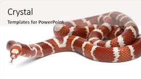  Presentation with white milk - Amazing PPT layouts having albino tangerine selection honduran milk backdrop and a lemonade colored foreground