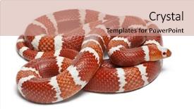  Presentation with non dairy vegan coconut milk - Audience pleasing presentation theme consisting of albino tangerine selection honduran milk backdrop and a coral colored foreground