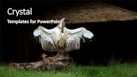  Presentation with wood - Colorful slide deck enhanced with albino vulture standing on wood backdrop and a black colored foreground