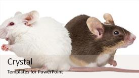  Presentation with white house - Cool new presentation design with albino white mouse and common backdrop and a coral colored foreground