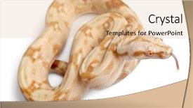  Presentation with old - Slides having albinos-boa-constrictor-boa-constrictor background and a lemonade colored foreground