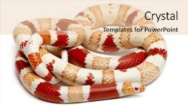  Presentation with white milk - PPT theme consisting of albinos honduran milk snake lampropeltis background and a lemonade colored foreground