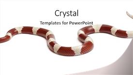  Presentation with oreo milk - Audience pleasing theme consisting of albinos milk snake or milksnake backdrop and a white colored foreground