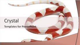  Presentation with chick and milk - PPT layouts featuring albinos milk snake or milksnake background and a lemonade colored foreground