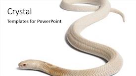  Presentation with animal pets on white - PPT layouts having albinos monocled cobra - naja kaouthia background and a white colored foreground