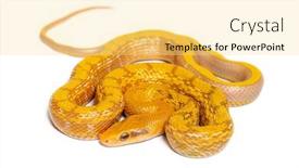  Presentation with white rat - Slide deck having albinos-t-beauty-rat-snake background and a blonde colored foreground