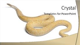  Presentation with western - Amazing presentation design having albinos western diamondback rattlesnake - crotalus atrox poisonous white background backdrop and a white colored foreground