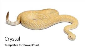  Presentation with western - Beautiful slide deck featuring albinos western diamondback rattlesnake - crotalus atrox poisonous white background backdrop and a white colored foreground