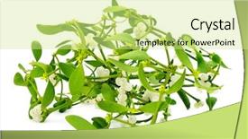  Presentation with black and gold mistletoe - Audience pleasing presentation theme consisting of album christmas - branch of common mistletoe backdrop and a  colored foreground