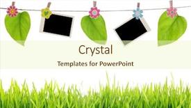  Presentation with album - Cool new presentation with album frame - blank photographs with leaf hanging backdrop and a soft green colored foreground