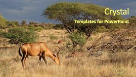  Presentation with medicament natural - Presentation theme consisting of alcelaphus buselaphus in a natural background and a tawny brown colored foreground