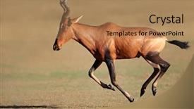  Presentation with starting line red running track - PPT theme consisting of alcelaphus buselaphus running kalahari desert background and a  colored foreground