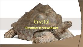  Presentation with tortoise - Cool new PPT theme with aldabra-giant-tortoise-aldabrachelys-gigantea backdrop and a violet colored foreground