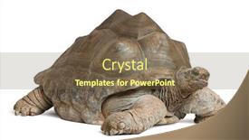  Presentation with tortoise - PPT layouts consisting of aldabra-giant-tortoise-aldabrachelys-gigantea background and a violet colored foreground