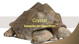  Presentation with tortoise - Beautiful slides featuring aldabra-giant-tortoise-aldabrachelys-gigantea backdrop and a violet colored foreground