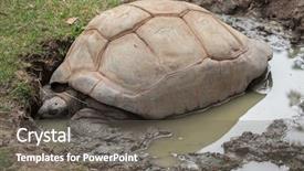  Presentation with tortoise - Presentation consisting of aldabra giant tortoise aldabrachelys gigantea background and a gray colored foreground