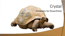  Presentation with tortoise - Audience pleasing slide set consisting of aldabra giant tortoise geochelone gigantea backdrop and a white colored foreground