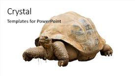  Presentation with tortoise - Amazing presentation theme having aldabra giant tortoise geochelone gigantea backdrop and a white colored foreground