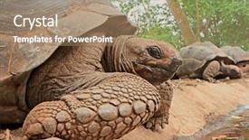  Presentation with tortoise - Slide deck enhanced with aldabra giant tortoises aldabrachelys gigantea background and a coral colored foreground