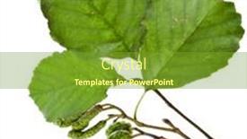  Presentation with branch - PPT theme enhanced with alder branch with green cones isolated on white background background and a tawny brown colored foreground