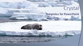  Presentation with north pole - Audience pleasing PPT theme consisting of alert-adult-bearded-seal-reclines backdrop and a sky blue colored foreground