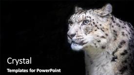  Presentation with snow cat - Theme featuring alert-adult-snow-leopard-panthera background and a black colored foreground