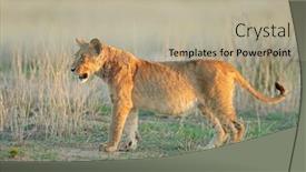  Presentation with alert - Presentation theme featuring alert-african-lion-cub-panthera background and a mint green colored foreground