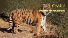  Presentation with alert - Beautiful PPT theme featuring alert-bengal-tiger-panthera-tigris backdrop and a tawny brown colored foreground