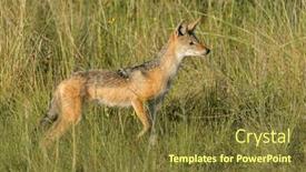  Presentation with alert - PPT theme having alert-black-backed-jackal-canis background and a tawny brown colored foreground