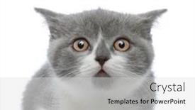  Presentation with alert - Presentation design enhanced with alert-british-shorthair-cat background and a light gray colored foreground