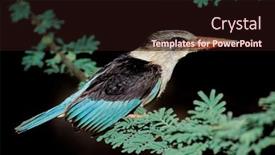  Presentation with alert - Beautiful slide deck featuring alert-brown-hooded-kingfisher-halcyon backdrop and a wine colored foreground