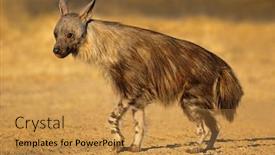  Presentation with alert - Slide deck featuring alert-brown-hyena-hyaena-brunnea background and a gold colored foreground