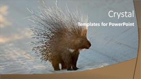  Presentation with south africa - Presentation featuring alert-cape-porcupine-hystrix-africaeaustralis background and a gray colored foreground