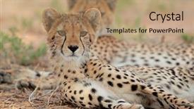  Presentation with kalahari - Colorful slide deck enhanced with alert cheetah acinonyx jubatus kalahari backdrop and a coral colored foreground