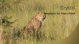  Presentation with south africa - Slide deck enhanced with alert-cheetah-acinonyx-jubatus-sitting background and a yellow colored foreground