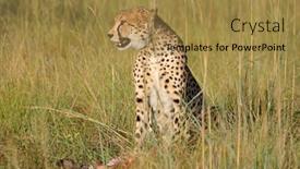  Presentation with south africa - Beautiful theme featuring alert-cheetah-acinonyx-jubatus-sitting backdrop and a gold colored foreground