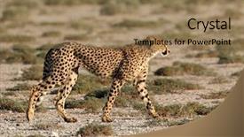  Presentation with cheetah - Presentation featuring alert cheetah acinonyx jubatus background and a coral colored foreground