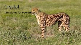  Presentation with alert - Theme enhanced with alert cheetah acinonyx jubatus background and a gold colored foreground