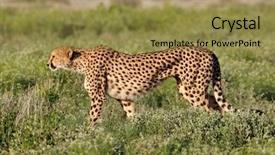  Presentation with alert - Slide set consisting of alert cheetah acinonyx jubatus background and a gold colored foreground