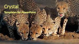 Presentation with drinking water - Cool new theme with alert cheetahs acinonyx jubatus drinking backdrop and a tawny brown colored foreground
