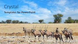  Presentation with alert - Theme featuring alert-gemsbok-antelopes-and-plains background and a light blue colored foreground