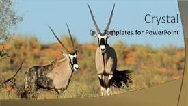  Presentation with alert - Presentation theme enhanced with alert-gemsbok-antelopes-oryx-gazella background and a light blue colored foreground